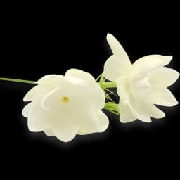 Smooth & Soothing. Jasmine