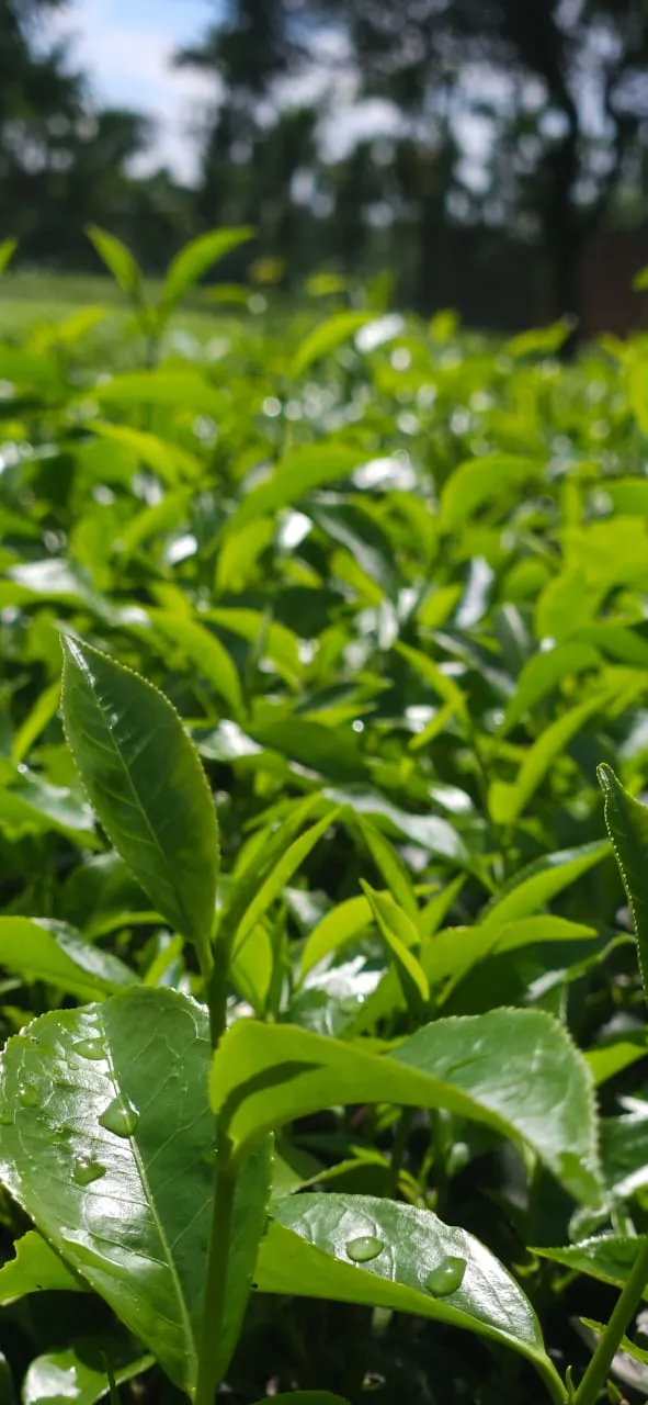 Darjeeling tea leaves