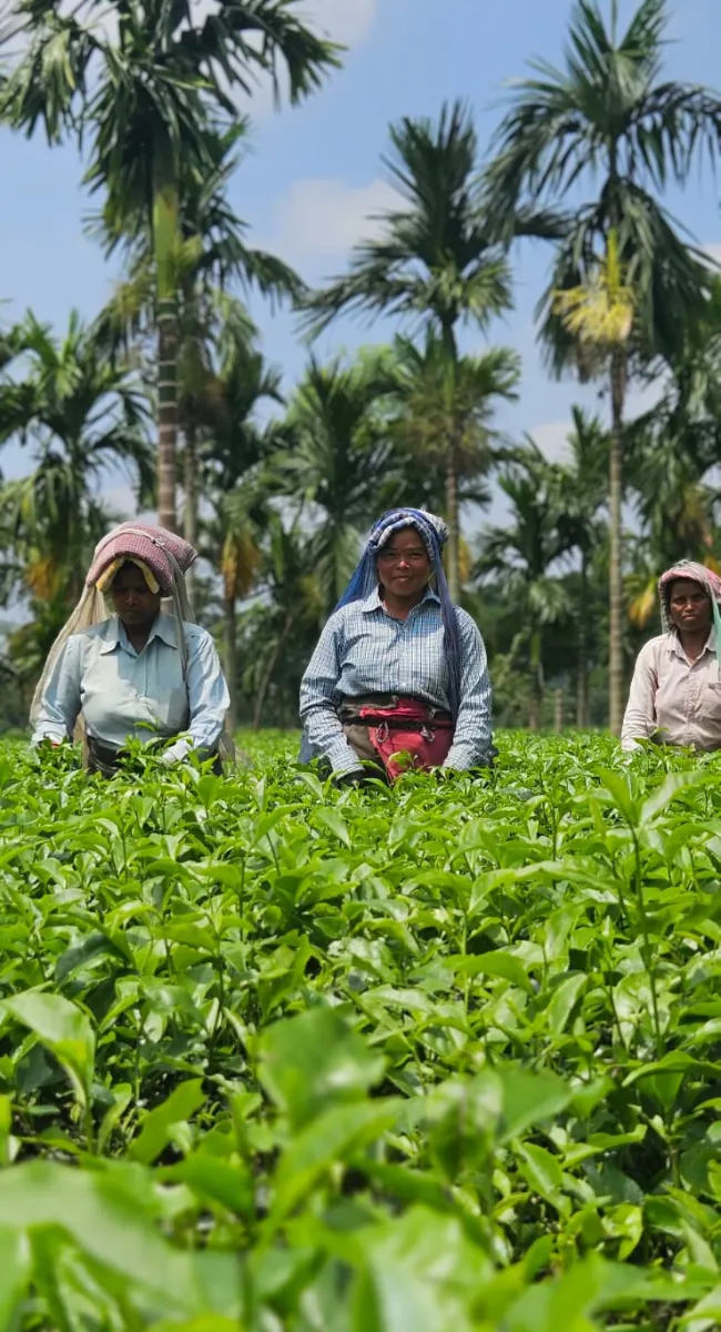 ZenTea team in the Darjeeling tea garden